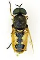 Odontomyia virgo group - photo 4