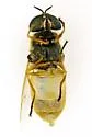 Odontomyia virgo group - photo 5