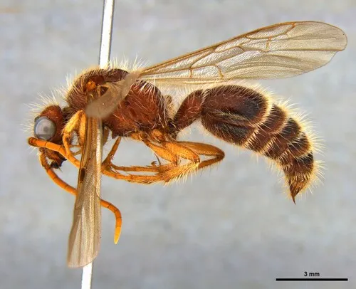 Odontophotopsis appacheorum