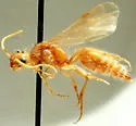 Odontophotopsis arcuata