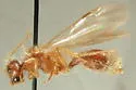 Odontophotopsis aufidia