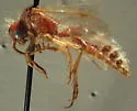 Odontophotopsis brunnea