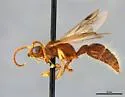 Odontophotopsis grata