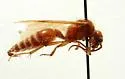 Odontophotopsis inconspicua