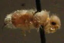 Odontophotopsis microdonta