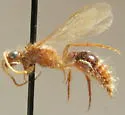 Odontophotopsis microdonta - photo 3
