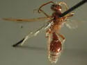 Odontophotopsis unicornis