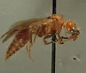 Odontophotopsis venusta