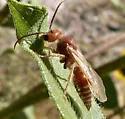 Odontophotopsis venusta - photo 2