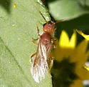 Odontophotopsis venusta - photo 3