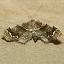 Odontoptila obrimo - Hodges#7130 - photo 2
