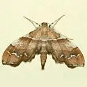 Odontoptila obrimo - Hodges#7130 - photo 3