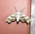 Odontoptila obrimo - Hodges#7130 - photo 4