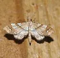 Odontoptila obrimo - Hodges#7130 - photo 5
