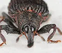 Yellow Poplar Weevil - photo 2