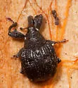 Yellow Poplar Weevil - photo 3
