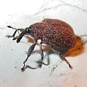 Yellow Poplar Weevil - photo 4