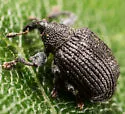 Yellow Poplar Weevil - photo 5