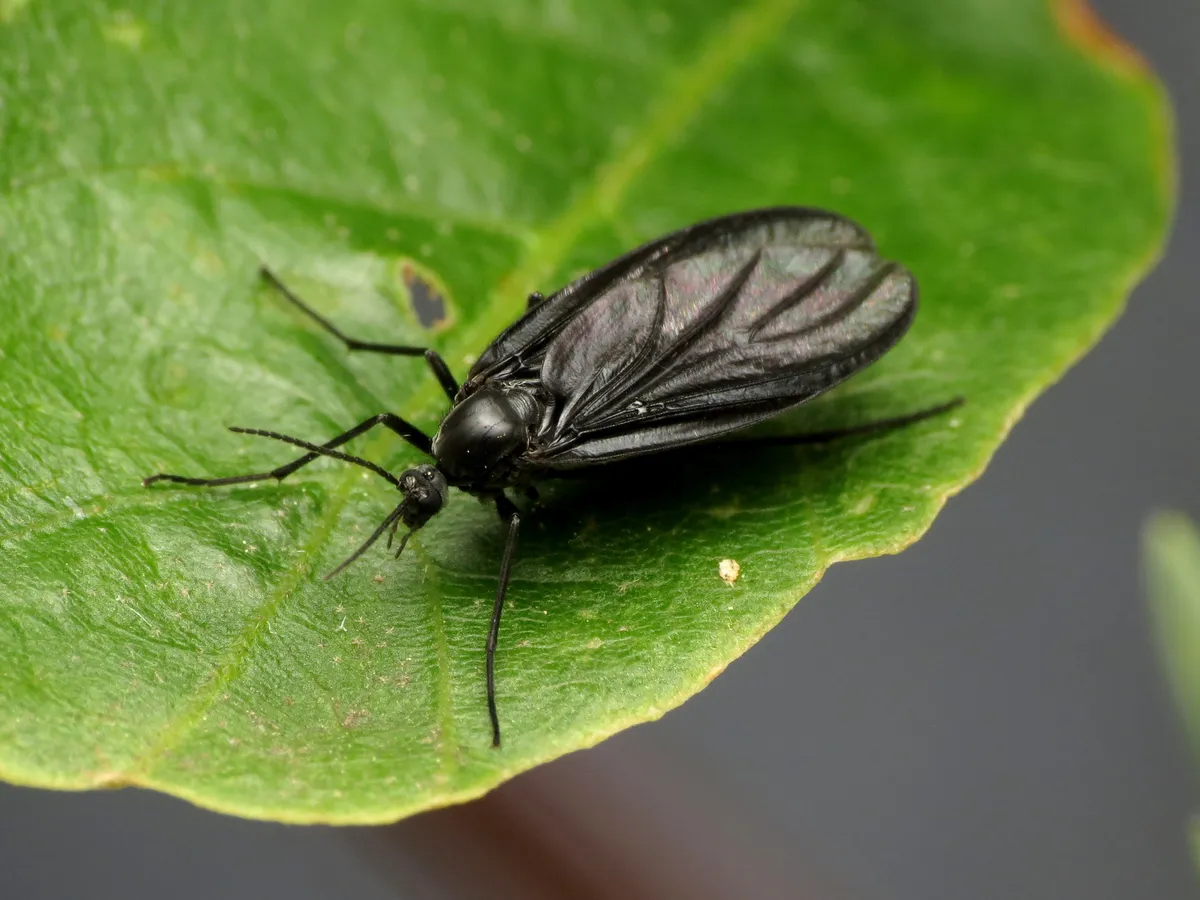 Odontosciara nigra - photo 2