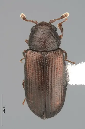 Odontosphindus denticollis