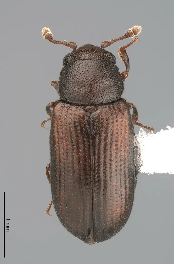 Odontosphindus denticollis - photo 2
