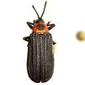 Odontota floridana