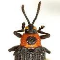 Odontota floridana - photo 2