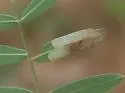 Odontota floridana - photo 3