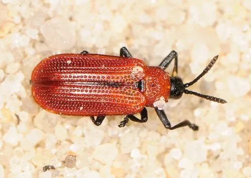 Soybean Leafminer