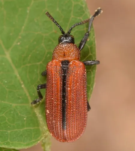 Soybean Leafminer - photo 2
