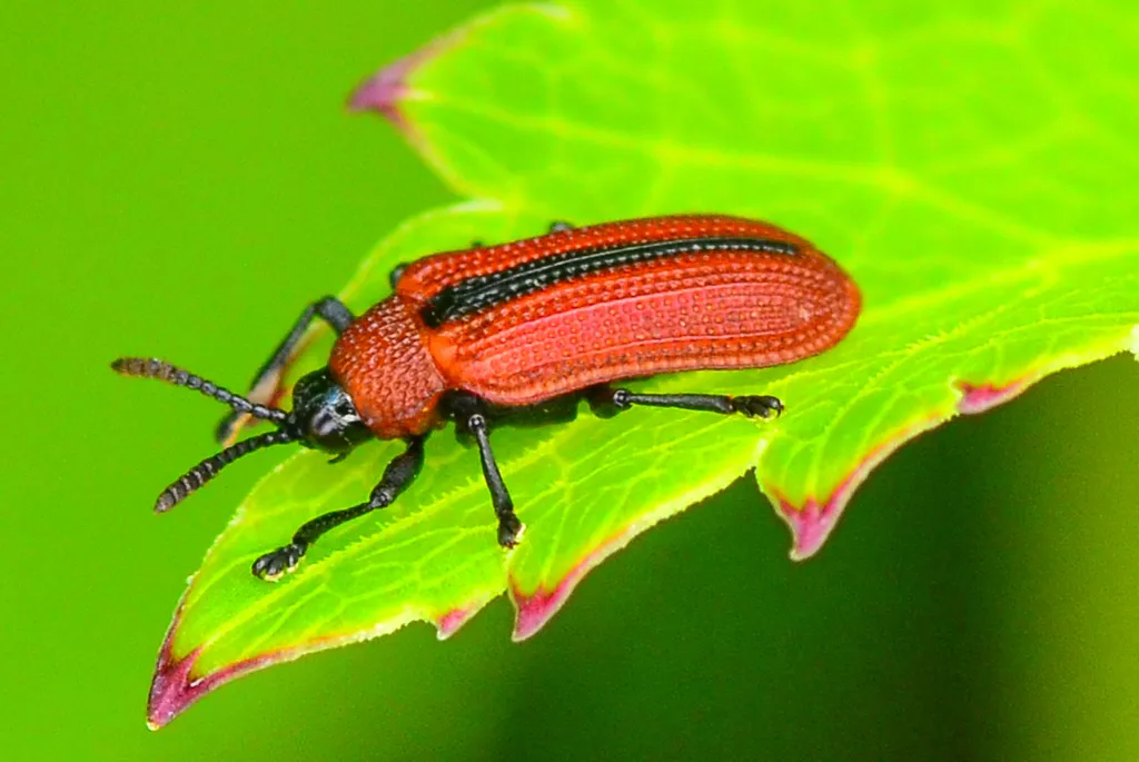 Soybean Leafminer - photo 3