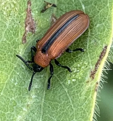 Soybean Leafminer - photo 4