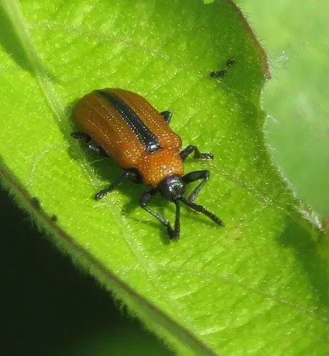 Soybean Leafminer - photo 5
