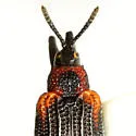Odontota mundula - photo 3