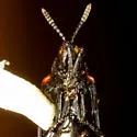 Odontota mundula - photo 4