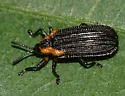 Odontota scapularis - Odontota scapularis