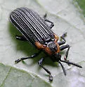 Odontota scapularis - photo 2