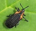 Odontota scapularis - photo 3