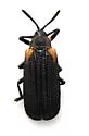 Odontota scapularis - photo 4