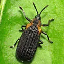 Odontota scapularis - photo 5