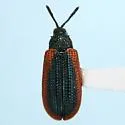 Odontota signaticollis