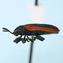 Odontota signaticollis - photo 2