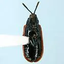 Odontota signaticollis - photo 3
