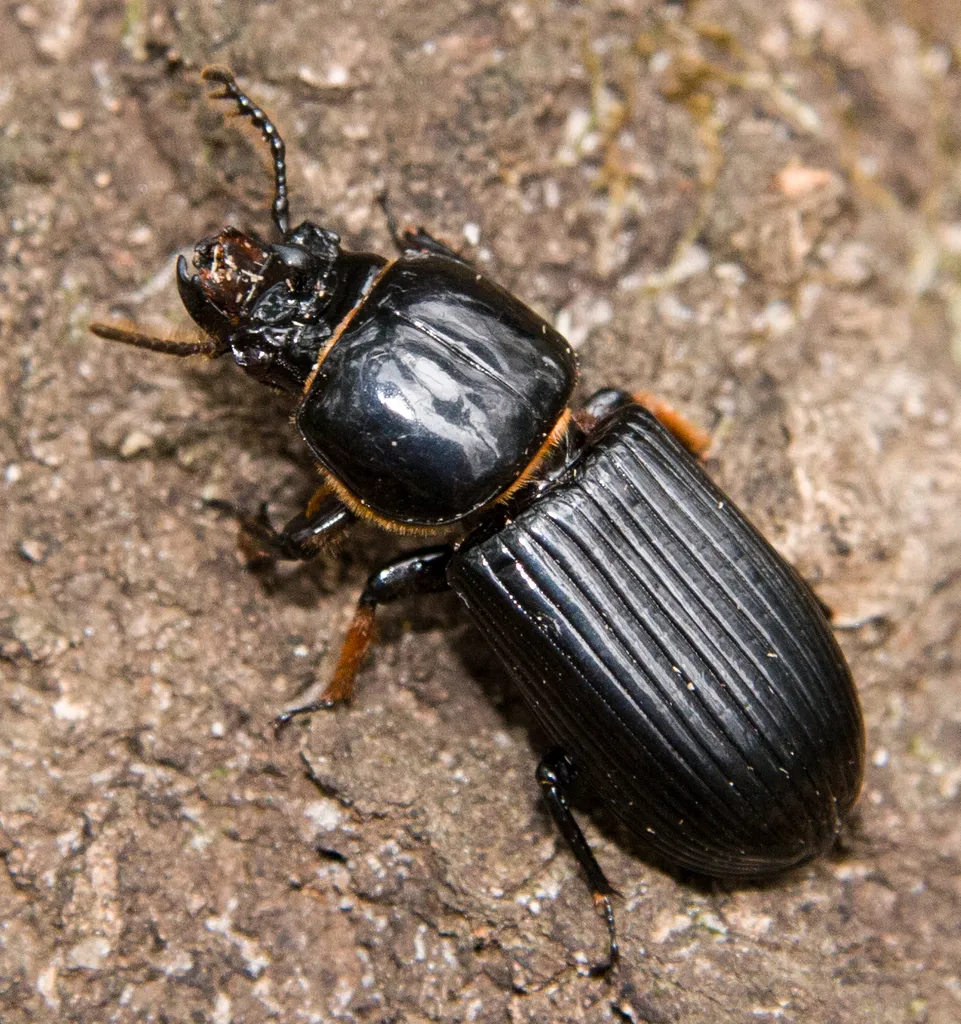 Horned Passalid