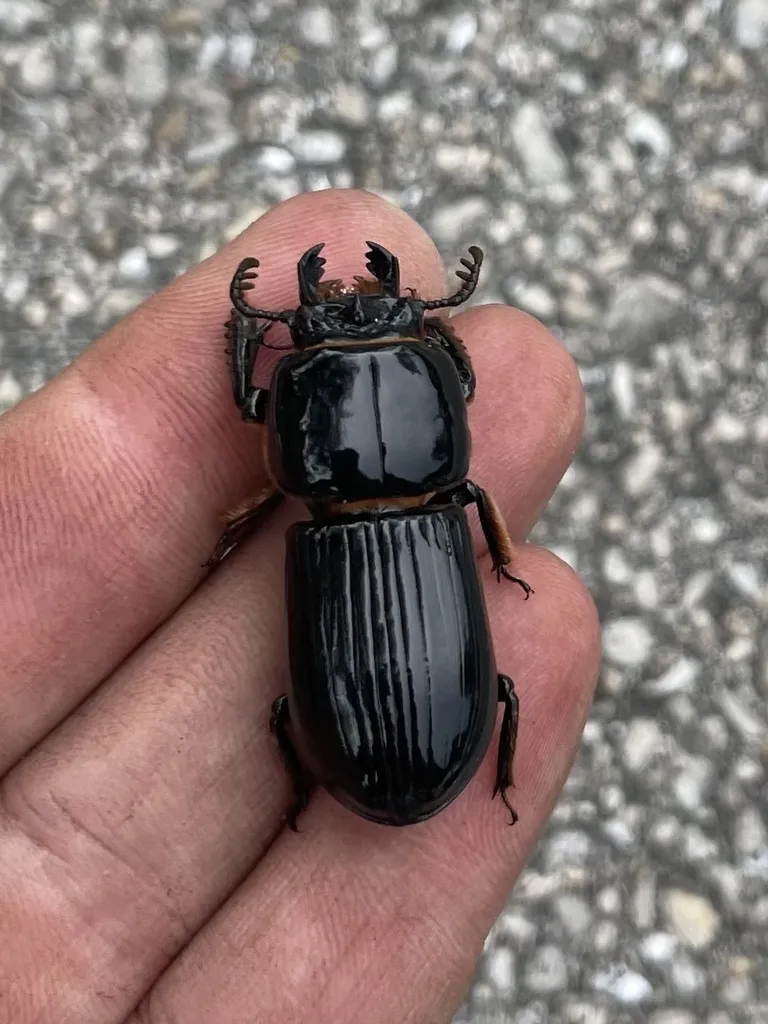 Odontotaenius floridanus - photo 2