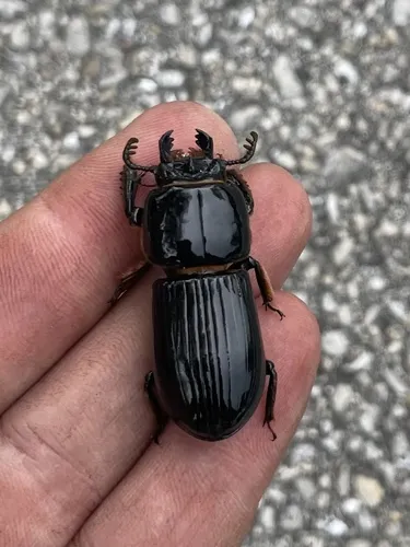 Odontotaenius floridanus - photo 3