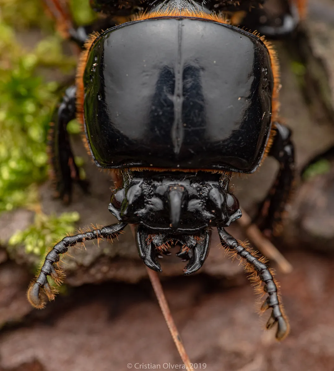 Odontotaenius striatopunctatus - photo 3