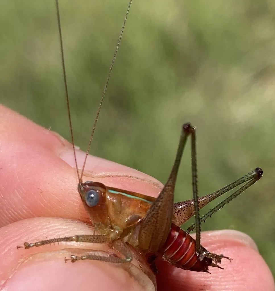 Apalachicola meadow katydid - photo 2