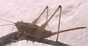 Wingless Meadow Katydid