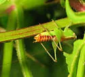 Wingless Meadow Katydid - photo 2